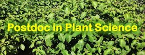 Postdoc In Plant Science: Research Fellowships/Positions - Big Sciences