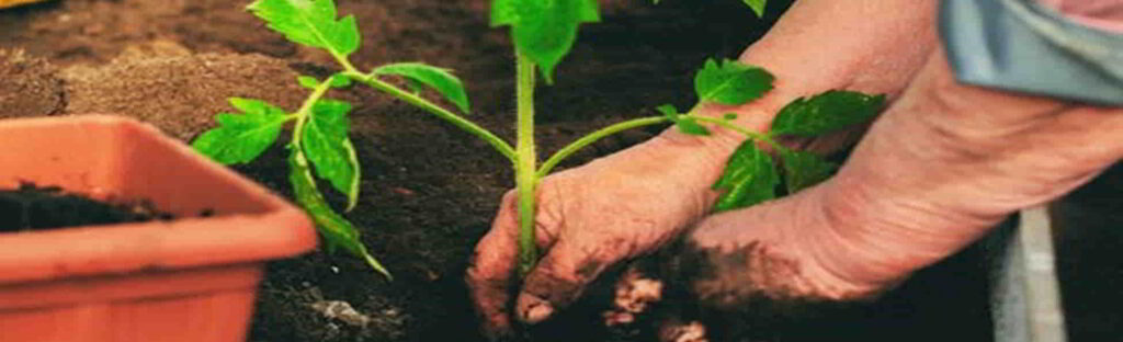 Plant-Microbe Interaction Postdoc in Microbial Ecology, Beneficial Microbes, Endophytes, PGPR Rhizosphere Microbiome, Plant Pathogens | Fellowships from USA, UK, Europe, Canada, Australia