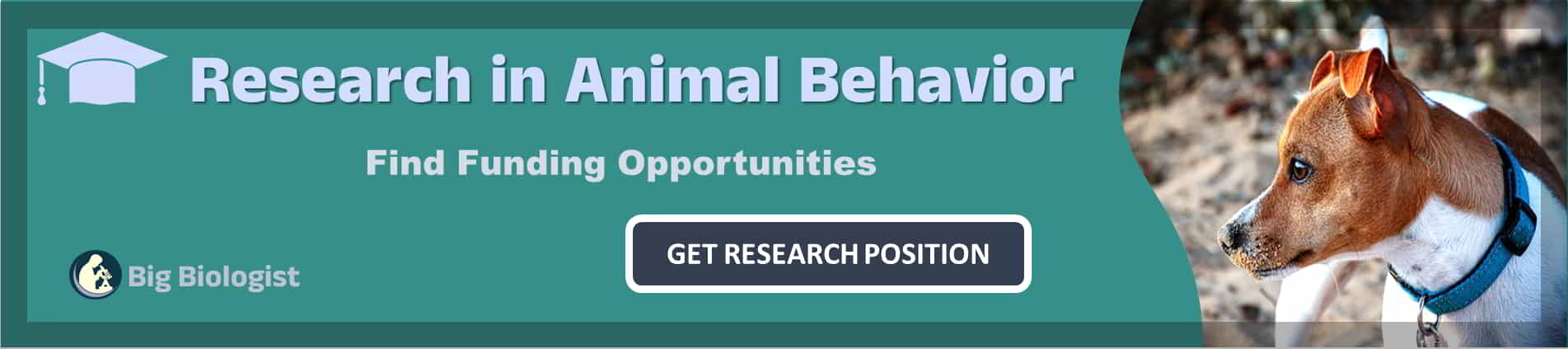 Postdoc In Animal Behavior: Research Associate Fellowships/Positions ...